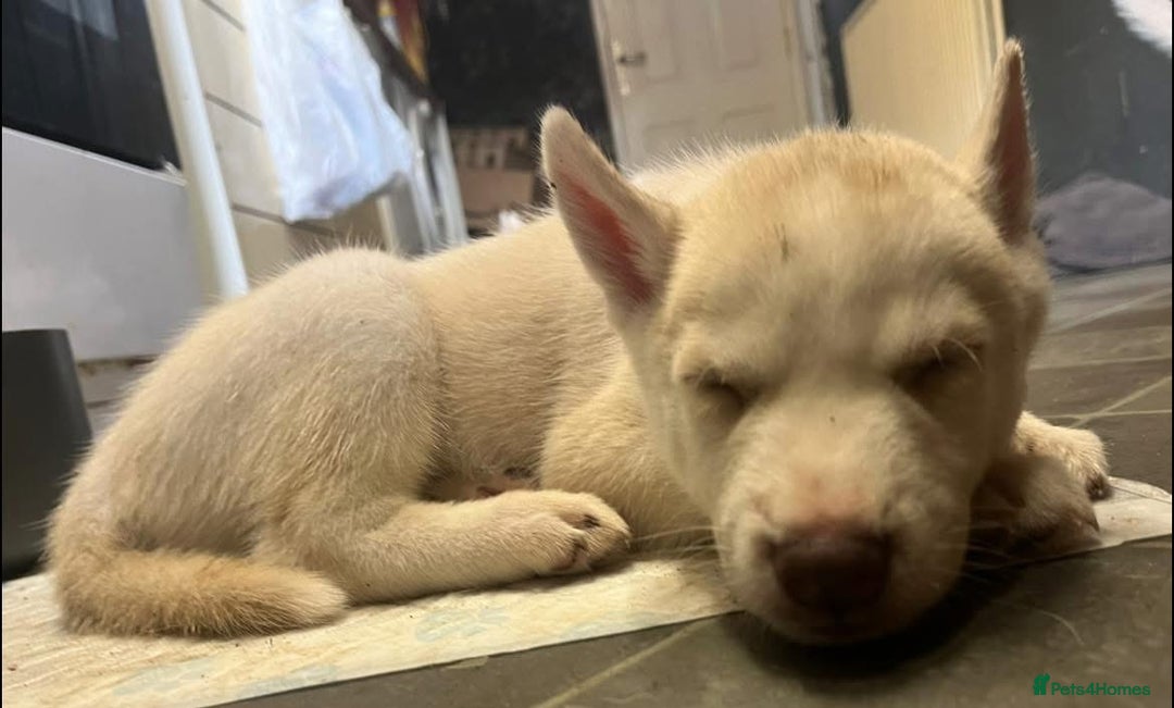 Siberian Husky dogs for sale: Beautiful Siberian Huskies- Last 4 Reduced!! - Image 8