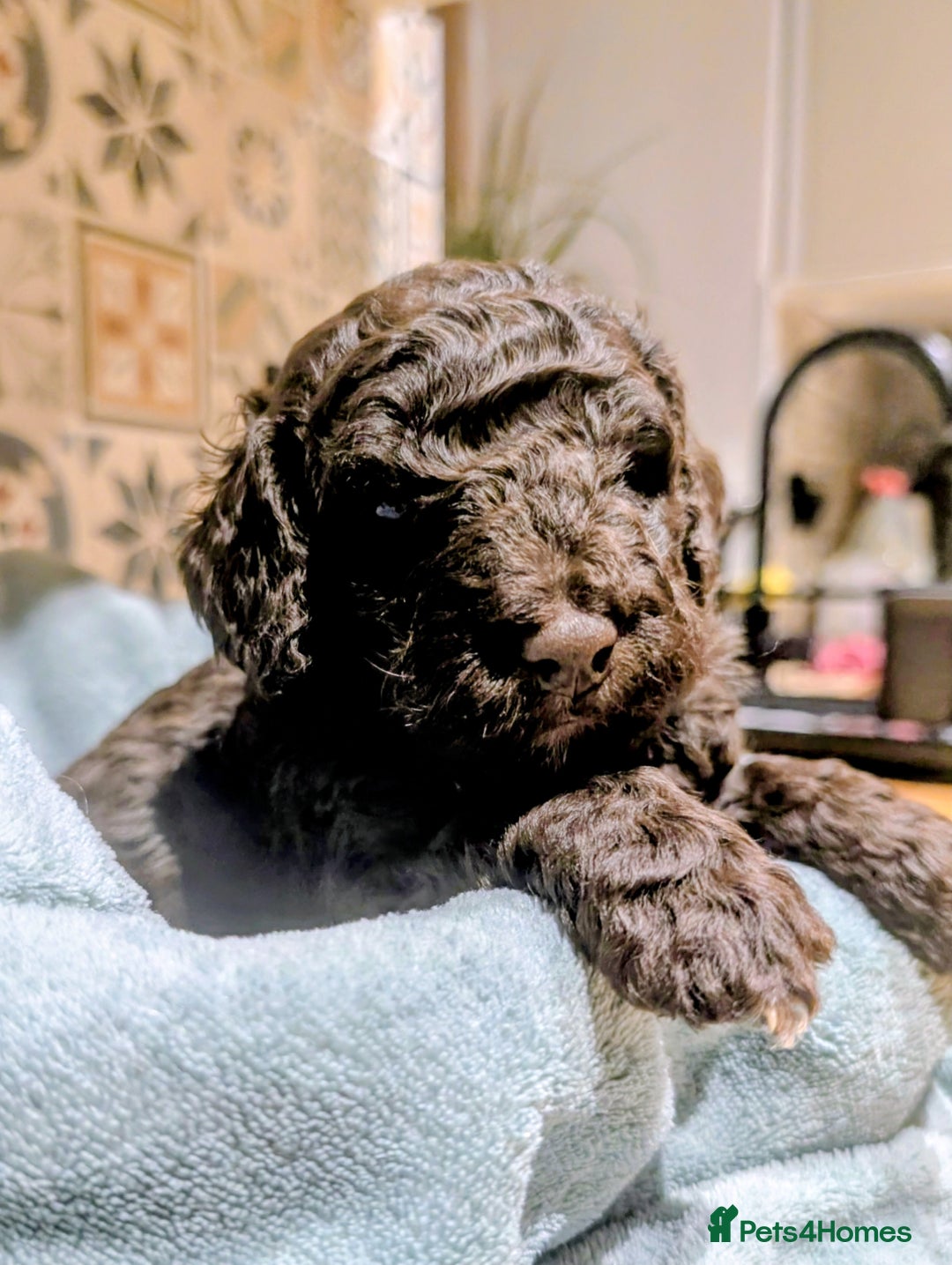 Mixed Breed dogs for sale: Stunning litter of F1B Ttoodle puppies - Advert 6