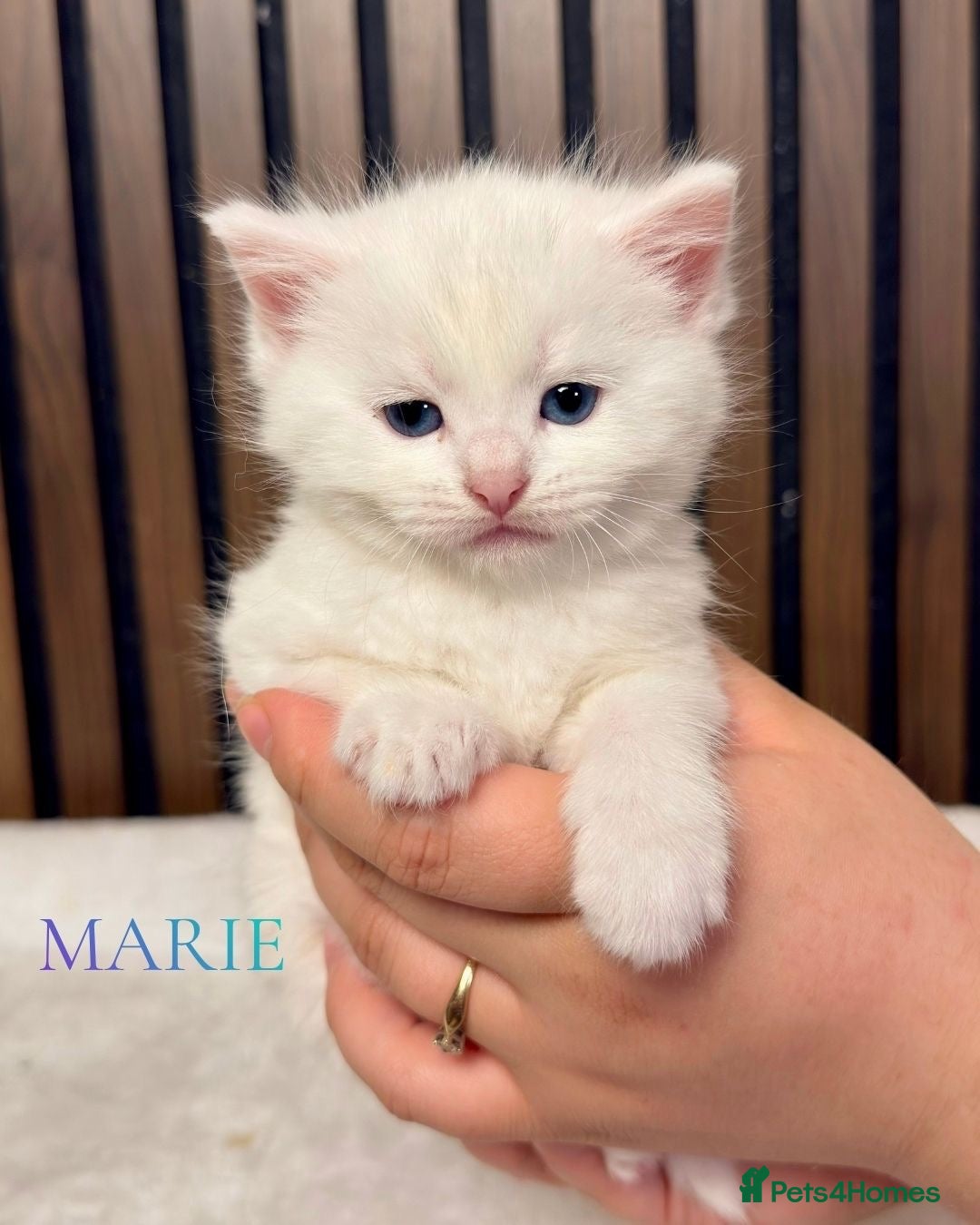 British Longhair cats 6 Fluffy White or Black Kittens | Ready to go! - Advert 2