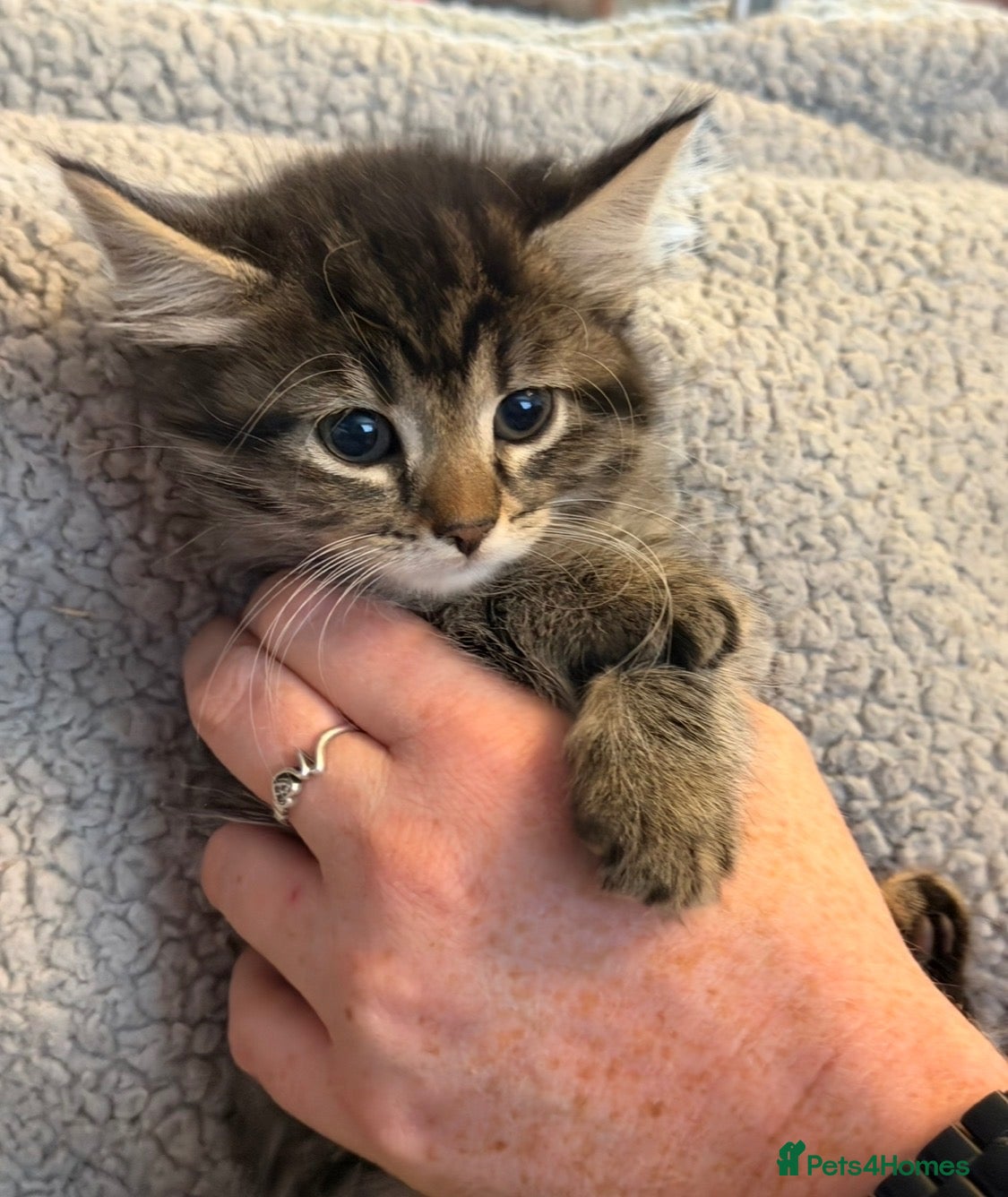 Mixed Breed cats Beautiful kittens looking for homes - Advert 6