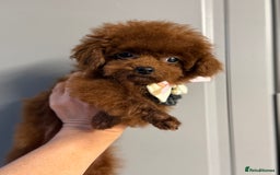 Toy Poodle dogs for sale: Asian teddy face toy poodles boys - Image 10