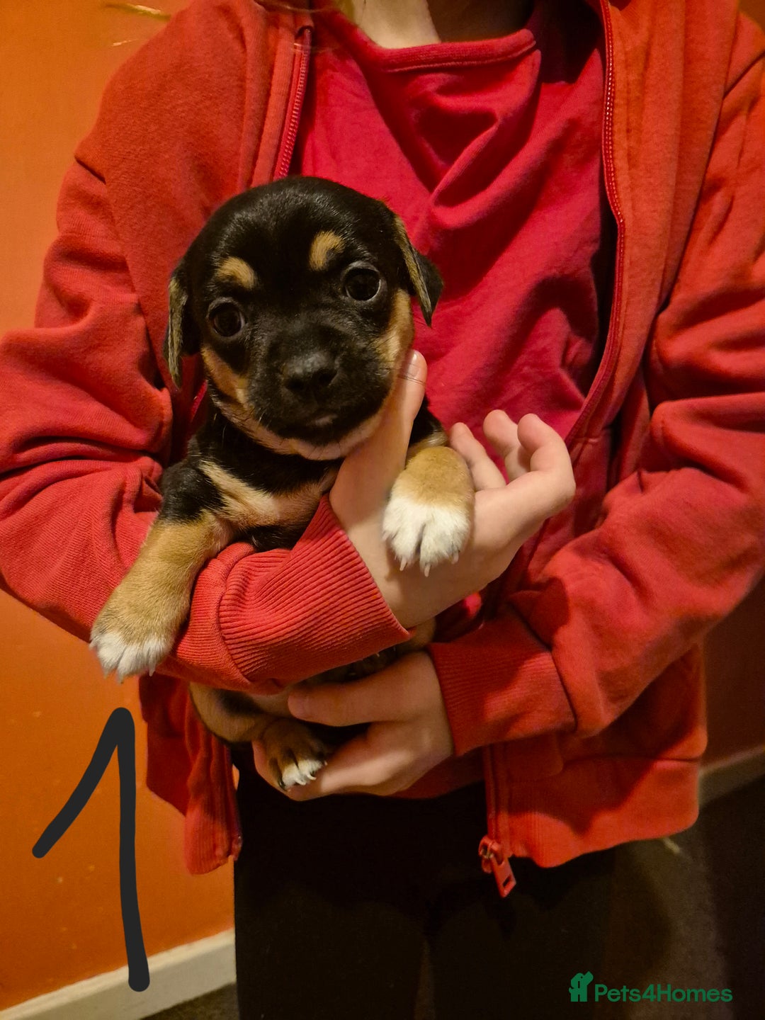 Jack Chi dogs for sale: Beautiful Jack Chi Puppies for Sale - Advert 5