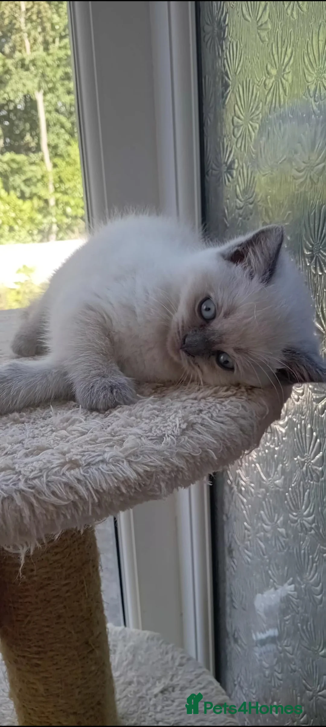 Mixed Breed cats for sale: Ragdoll cros British Blue  - Advert 2