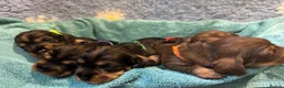 Dachshund dogs for sale: Stunning Kc standard wirehaired  - Advert 23