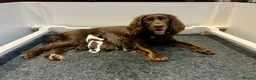 Cocker Spaniel dogs for sale: Liver Working Cocker Spaniel Dog Puppy Available in Dorchester - Advert 4