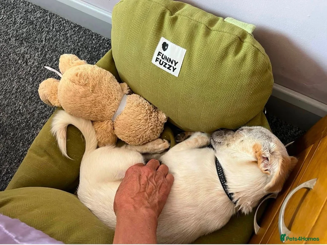 Mixed Breed dogs for adoption: Anuka 🩷 in Market Harborough - Advert 5