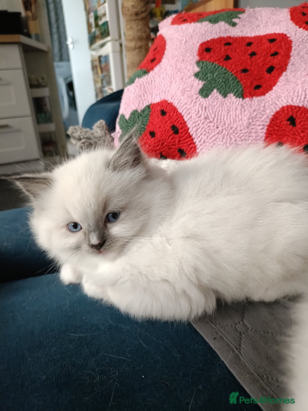Ragdoll cats for sale: 💞 Beautiful Ragdoll 💞 - Image 16