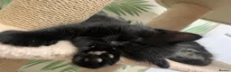 Mixed Breed cats for sale: 5 beautiful boy kittens  - Advert 4