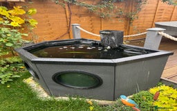 Pond Fish fish for sale: 4 pond fish - Image 1