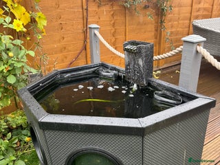Pond Fish fish - Advert 4