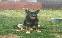 German Shepherd dogs for sale: GSD Puppy  - Image 4