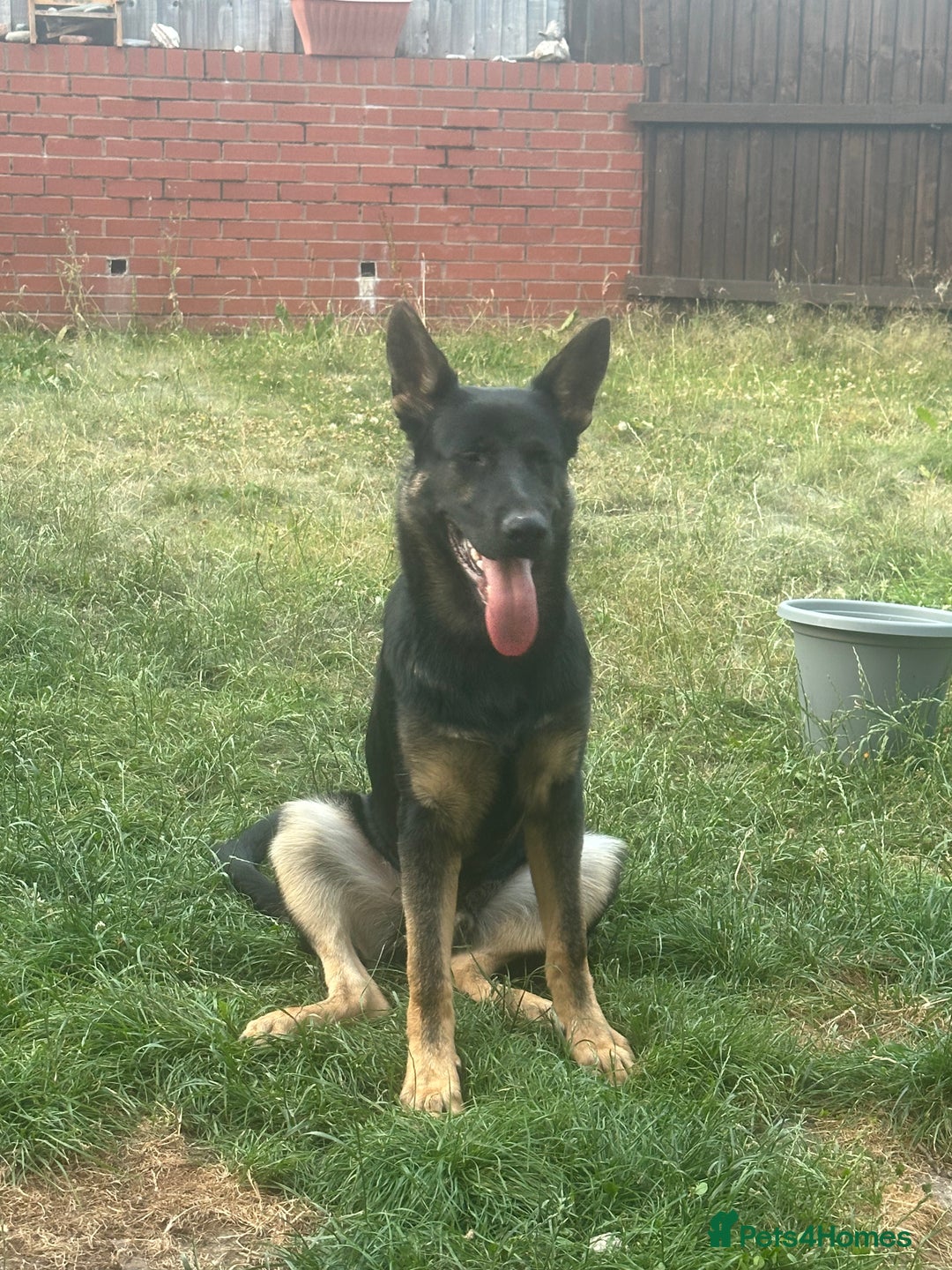 German Shepherd dogs for sale: GSD Puppy  - Image 4