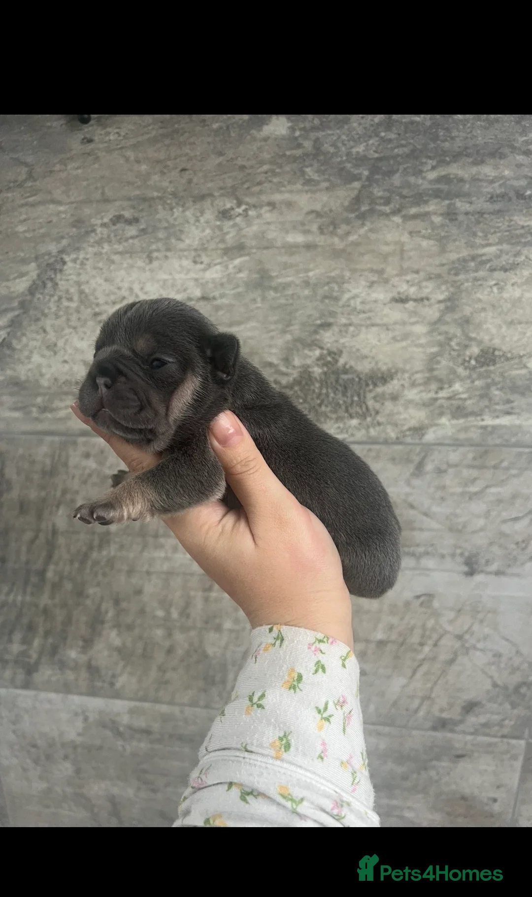 French Bulldog dogs for sale: Stunning Litter Of French Bulldog Puppies - Advert 1