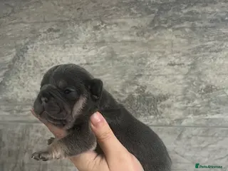 French Bulldog dogs Stunning Litter Of French Bulldog Puppies - Advert 1