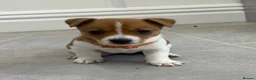 Jack Russell dogs for sale: Traditional mini Jack Russell puppes in Skegness - Advert 7