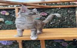 Maine Coon cats for sale: Russian bloodline Maine Coon Kittens 20+Gen! 🏆 - Image 7
