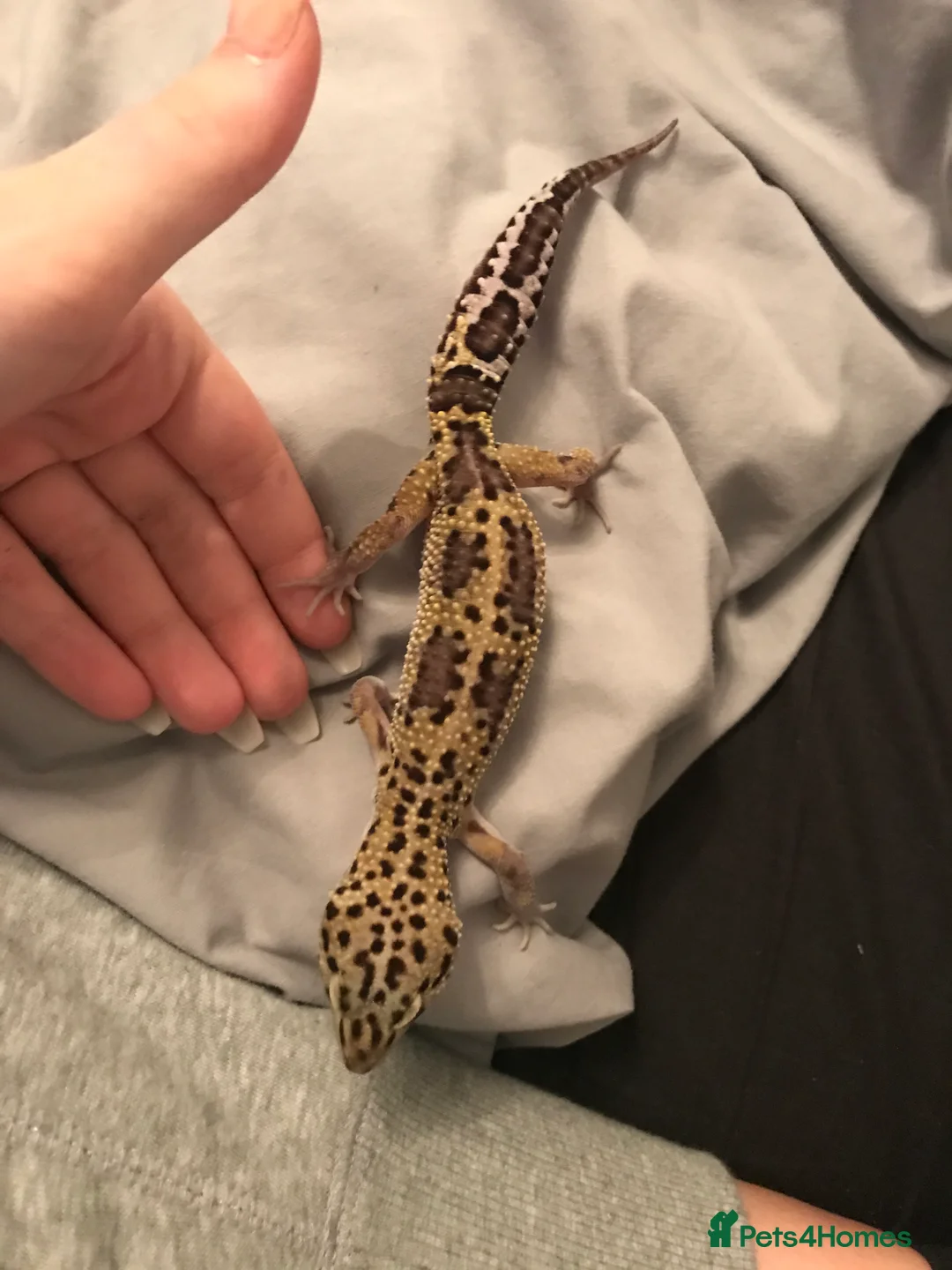 Leopard Gecko reptiles for sale: Male leopard gecko and vivarium in Waterlooville - Advert 5