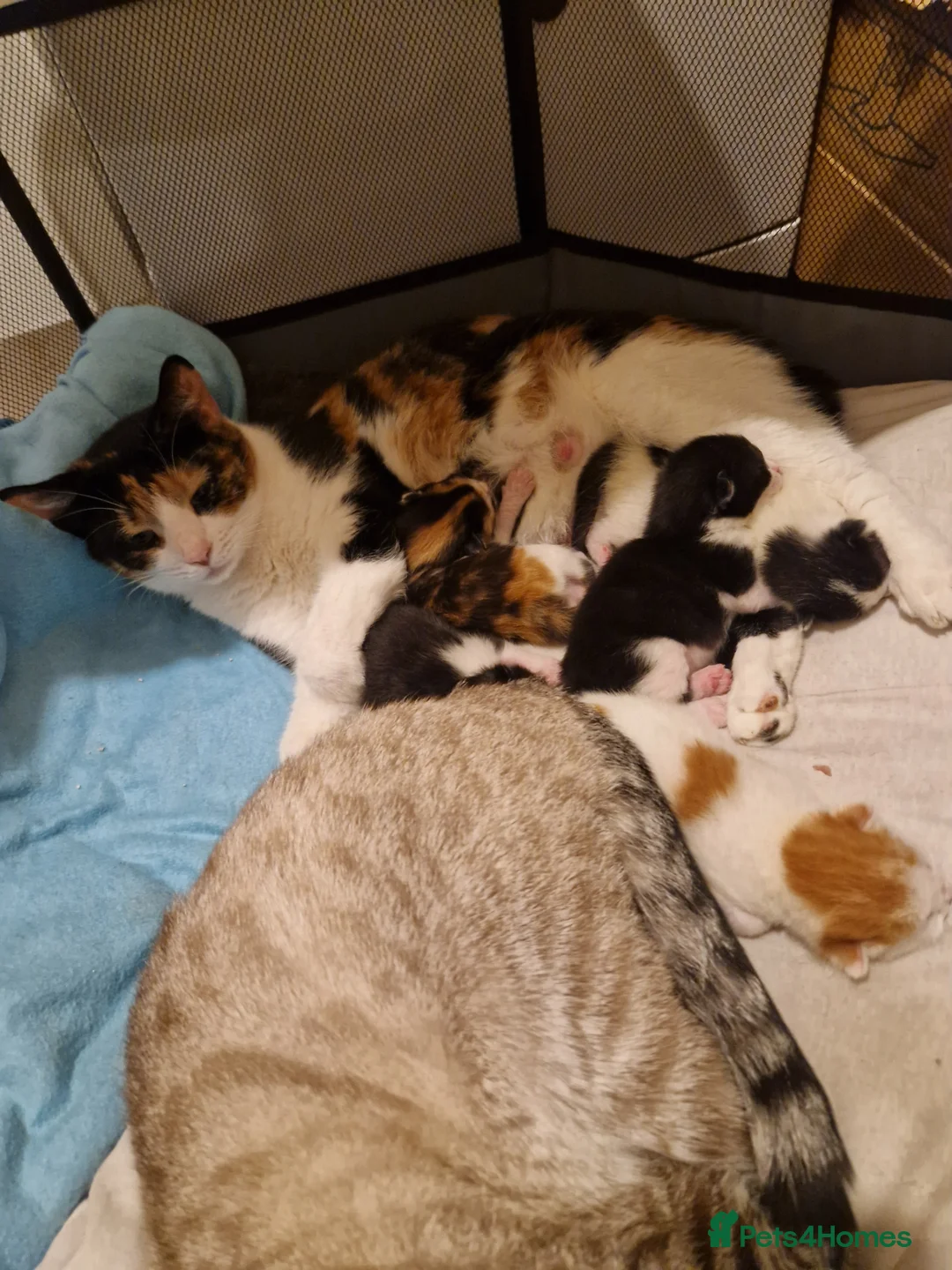 Mixed Breed cats for sale: 5 adorable chunky kittens. - Advert 4