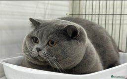British Shorthair cats for sale: Stunning British Kittens - Image 31
