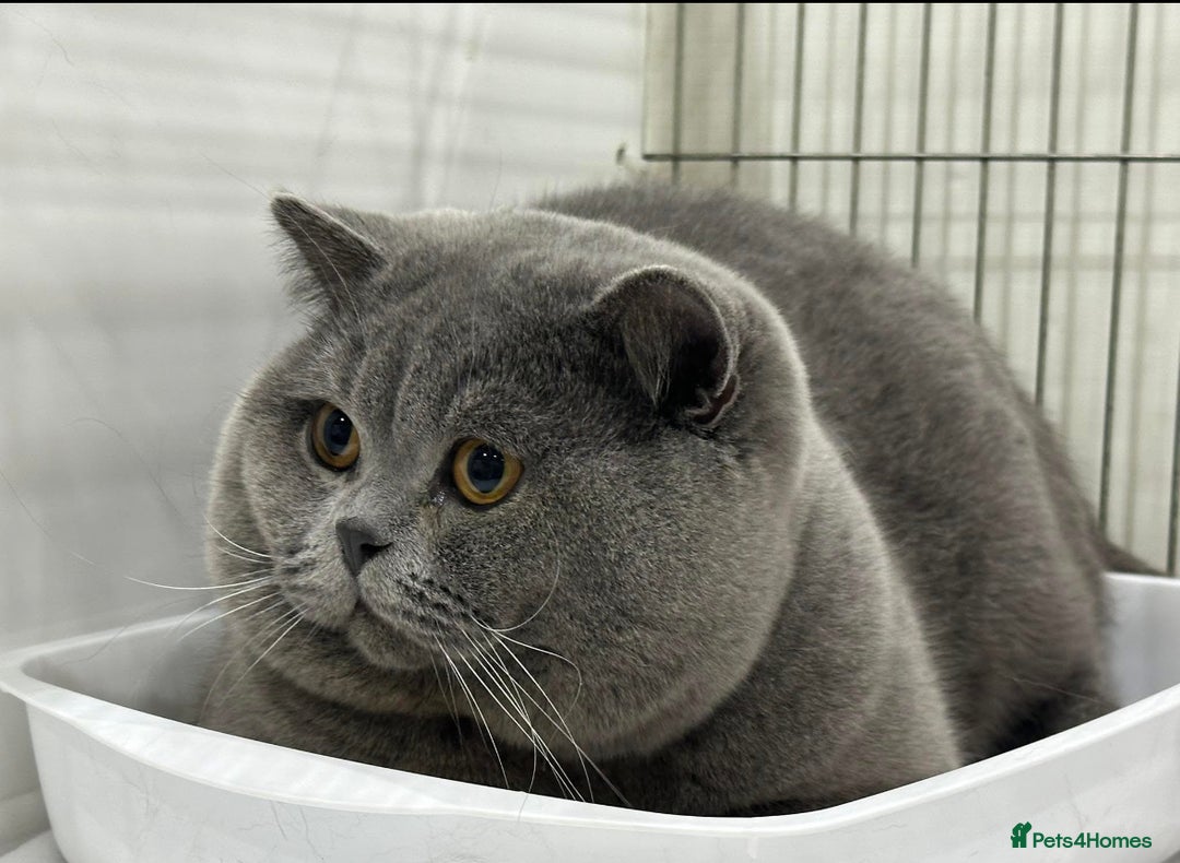 British Shorthair cats for sale: Stunning British Kittens - Image 31