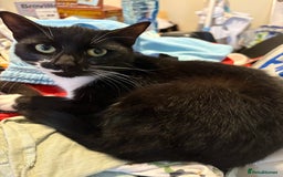 British Longhair cats for sale: 2 loving cats for loving home - Image 1