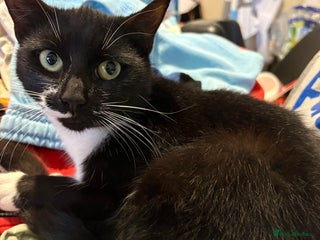 British Longhair cats - Advert 31