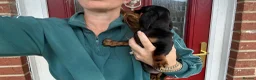 Miniature Dachshund dogs for sale: ‼️LAST 2 10 WEEKS OLD 💕 dachshunds - Advert 7