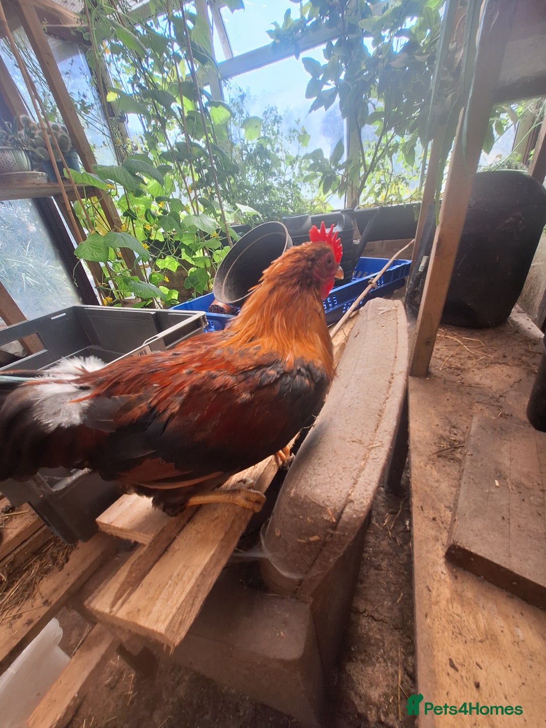 Chickens poultry for sale: Welsummer bantam Cockerell for sale £15 - Image 3