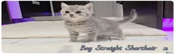 British Shorthair cats for sale: British Blue & Munchkin Kittens & Scottish Fold - Advert 15