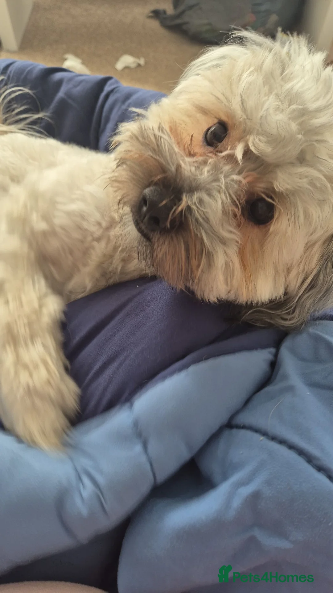 Mixed Breed dogs for sale: 2 bonded males  - Advert 8