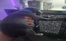 Staffordshire Bull Terrier dogs for sale: Staffordshire bull terriers puppy's  - Advert 3