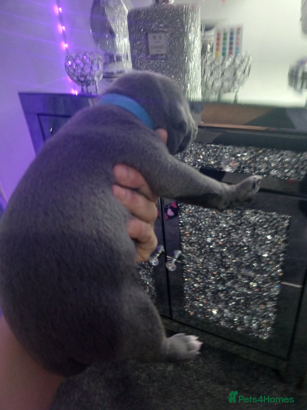 Staffordshire Bull Terrier dogs for sale: Staffordshire bull terriers puppy's  - Advert 3