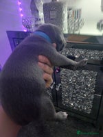 Staffordshire Bull Terrier dogs Staffordshire bull terriers puppy's - Advert 4