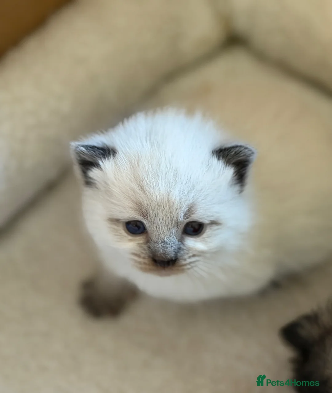 British Shorthair cats for sale: BSH x Ragdoll kittens in Spilsby - Advert 1