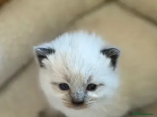 British Shorthair cats BSH x Ragdoll kittens - Advert 5