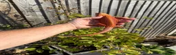 Bearded Dragon reptiles for sale: bearded Dragons. Red monsters. Tigers. Etc  - Advert 7