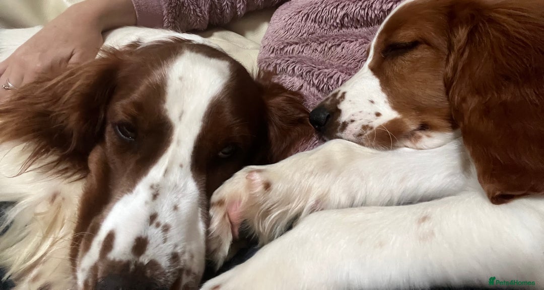 Welsh Springer Spaniel dogs for stud: Welsh Springer Spaniel for STUD! in Welshpool - Image 3
