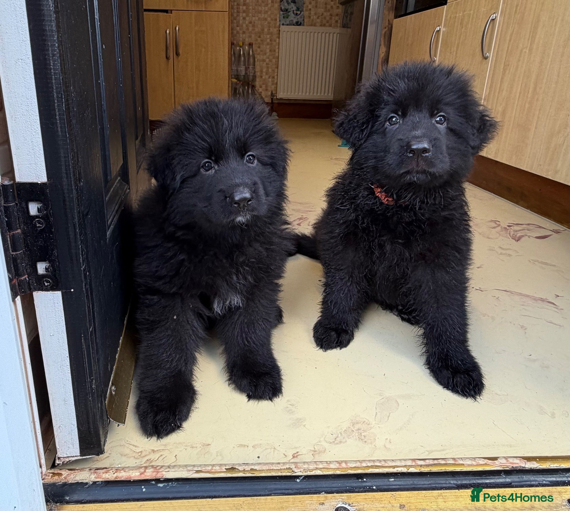 German Shepherd dogs Stunning long haired black puppies large nchunky  - Advert 9