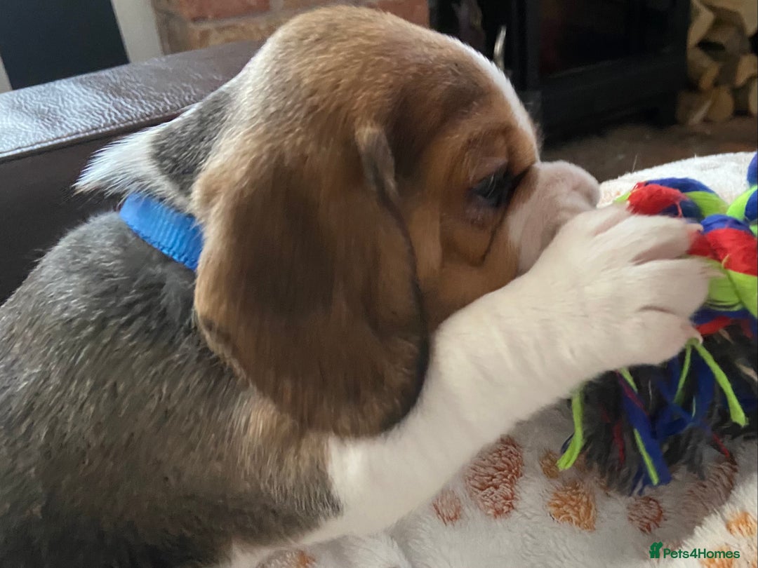 Beagle dogs for sale: KC Registered Beagle Puppies - Image 5
