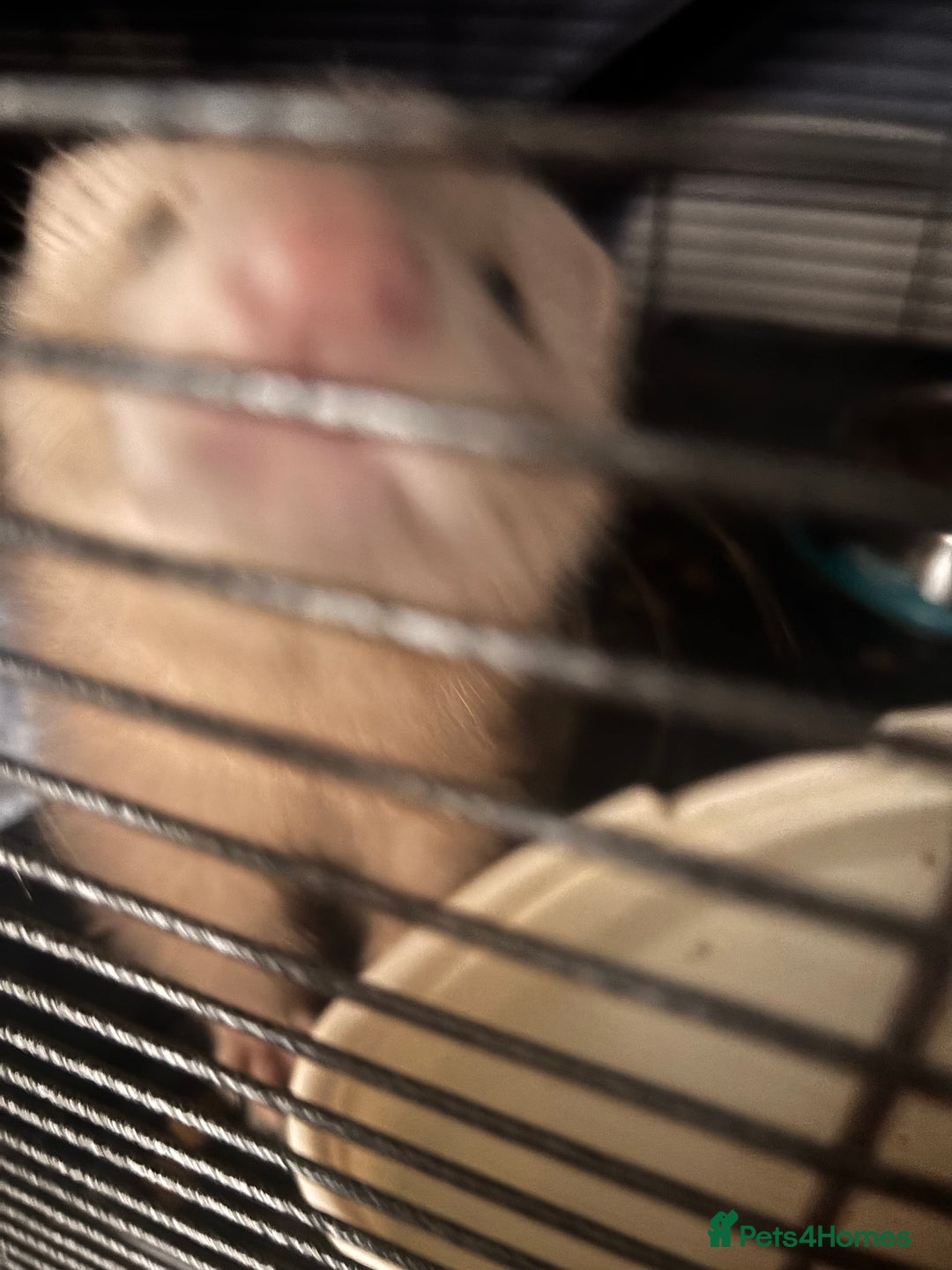 Ferret rodents for sale: Two male ferrets + cage etc - Advert 4