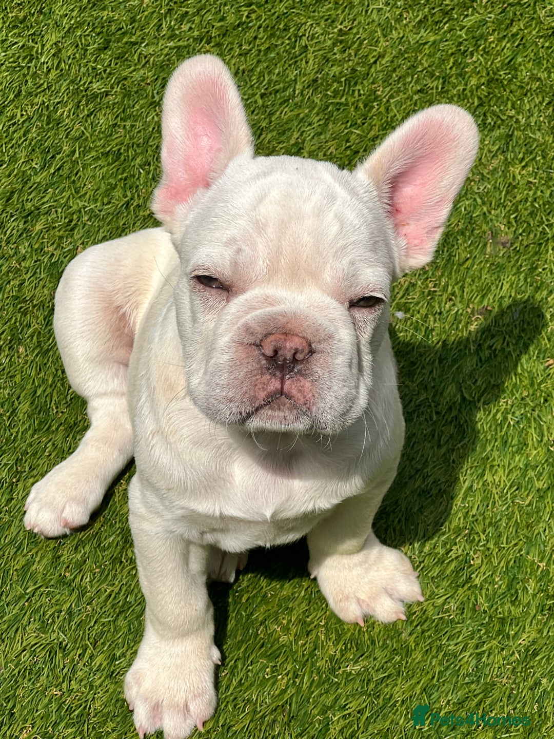 French Bulldog dogs for sale: French bulldog pups reduced what’s left now  - Image 18