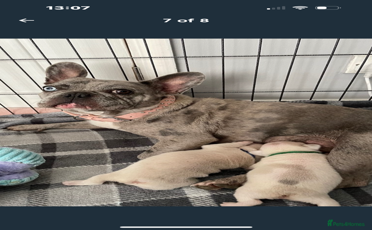 French Bulldog dogs - Advert 1