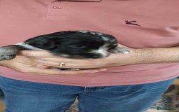 Cocker Spaniel dogs for sale: Stunning cocker spaniel litter  - Image 15
