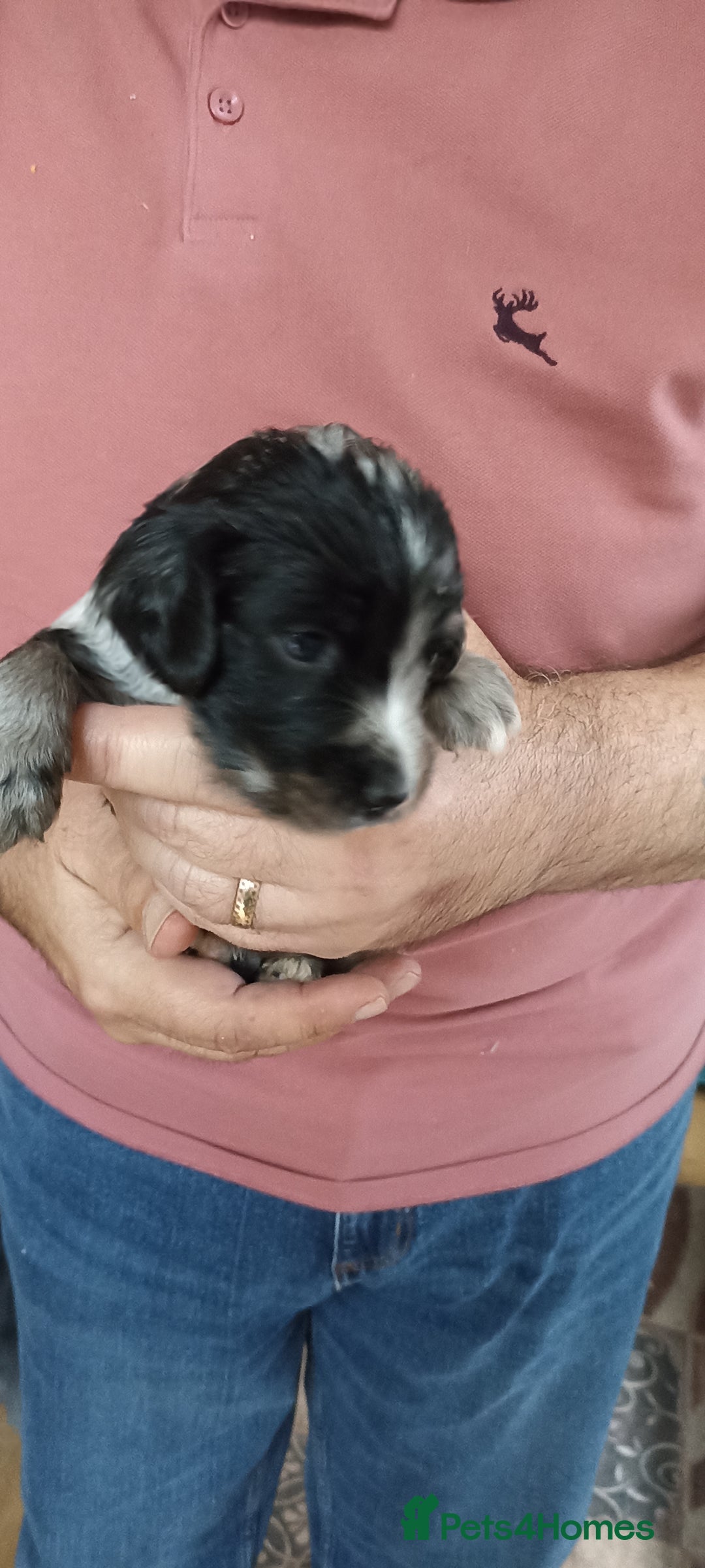 Cocker Spaniel dogs for sale: Stunning cocker spaniel litter  - Image 15