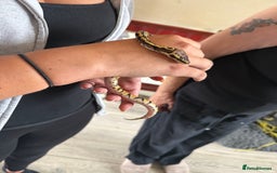 Python Snake reptiles for sale: Baby Ball python - Image 2