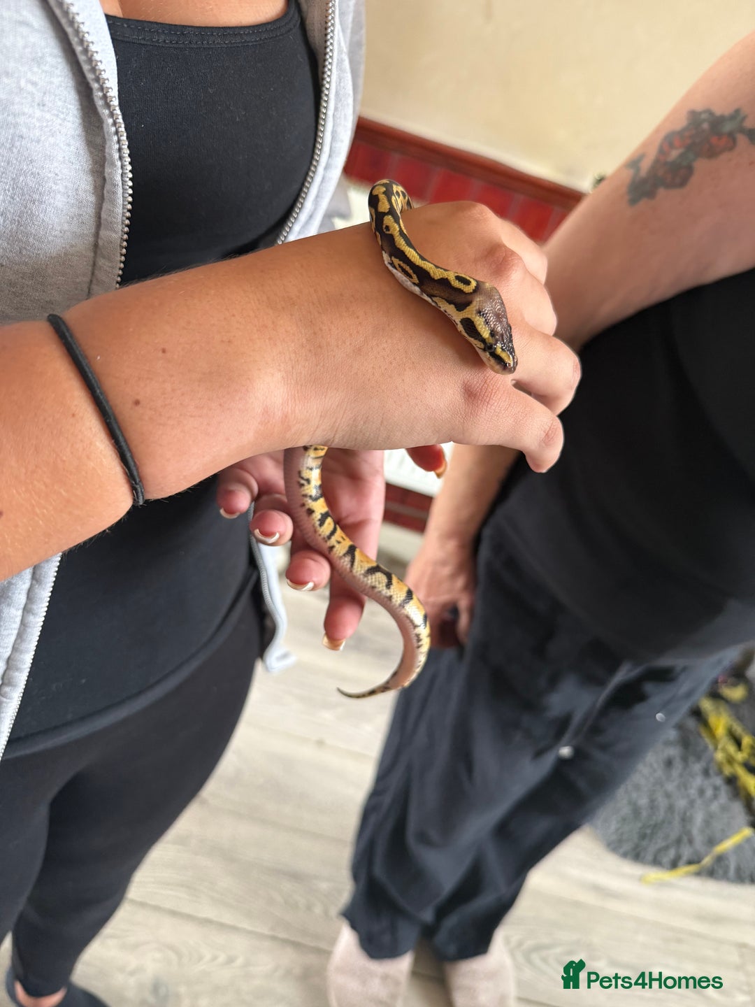 Python Snake reptiles for sale: Baby Ball python - Image 2