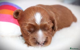 Cavalier King Charles Spaniel dogs for sale: 🌟Rare F1b Reverse Cavapoo(3/4 Cavalier1/4 Poodle) - Image 20