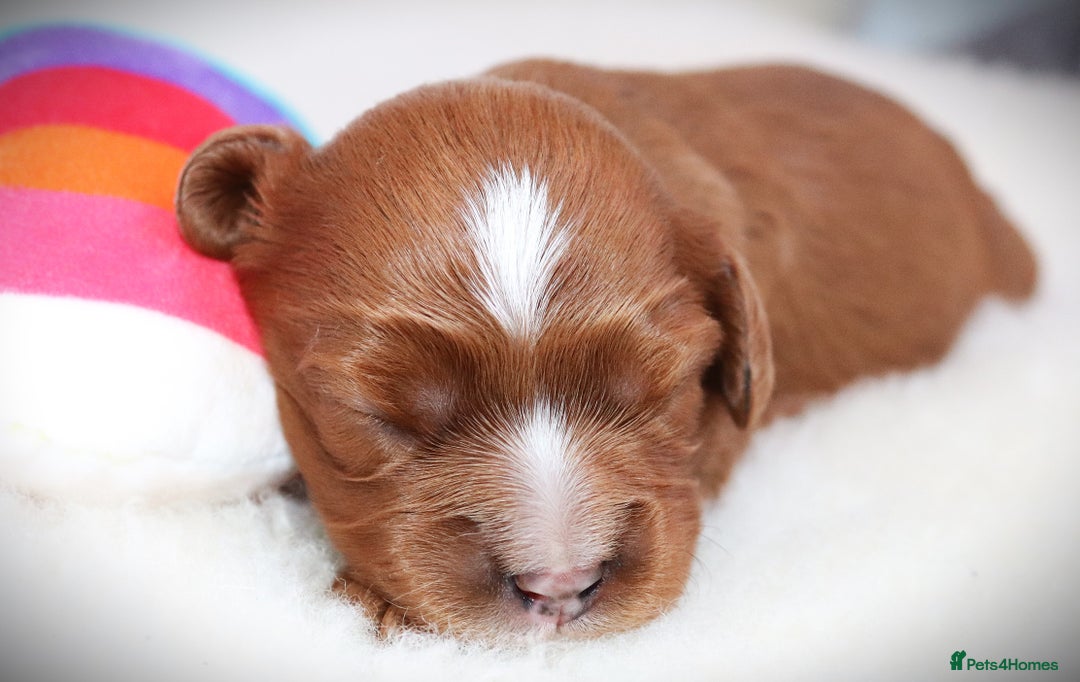 Cavalier King Charles Spaniel dogs for sale: 🌟Rare F1b Reverse Cavapoo(3/4 Cavalier1/4 Poodle) - Image 20