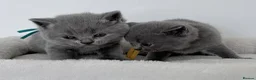 British Shorthair cats for sale: pure british shorthair kittens  - Advert 6