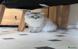 Siberian cats for sale: Litter "W" Neva Masquerade - Image 6